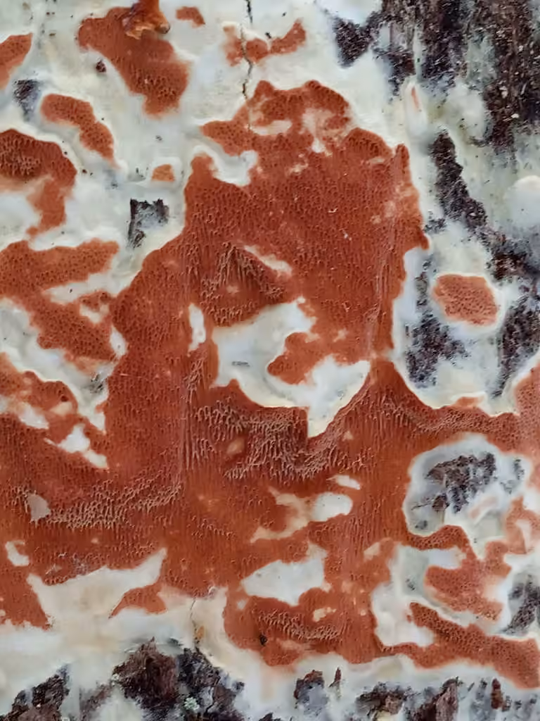 Yew Crust, photo 2 sur 5