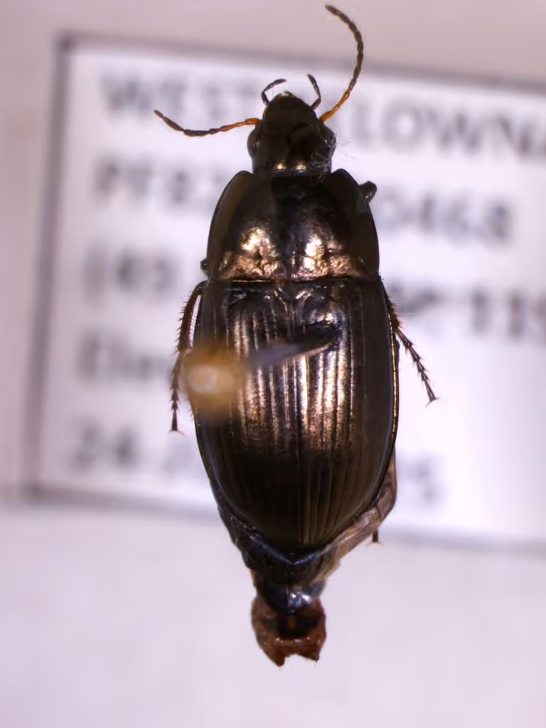 Littoral harp ground beetle, photo 3 of 5