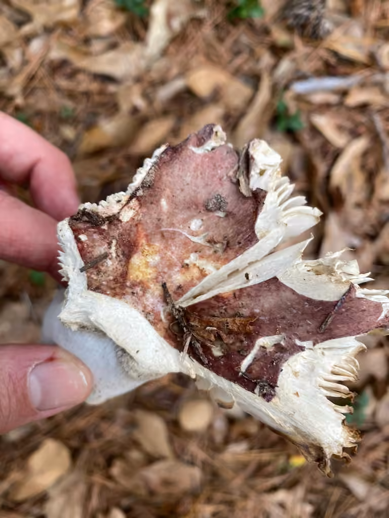 Blackish-red Russula, photo 2 of 5