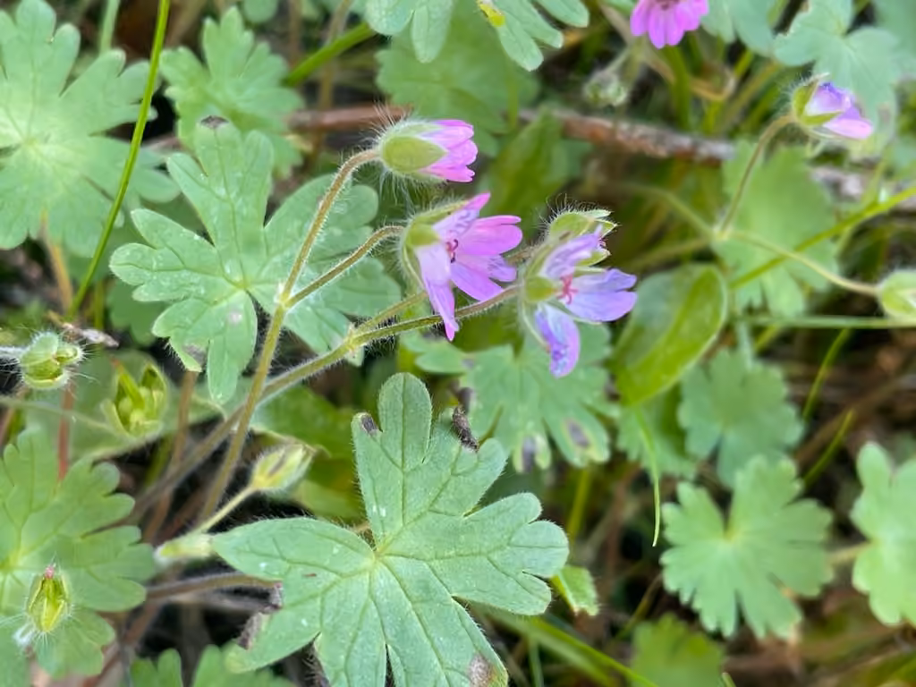 Géranium mou, En fleurs