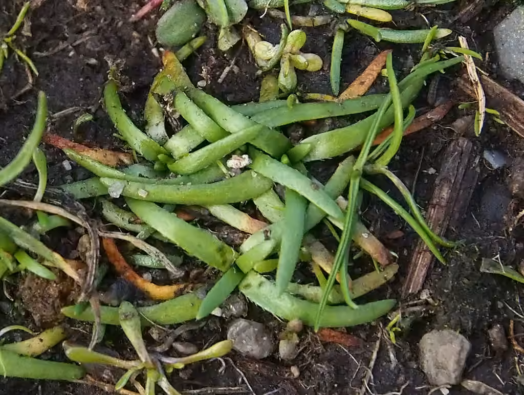 Plagiobothryde de Scouler, Sans fleurs ni fruits