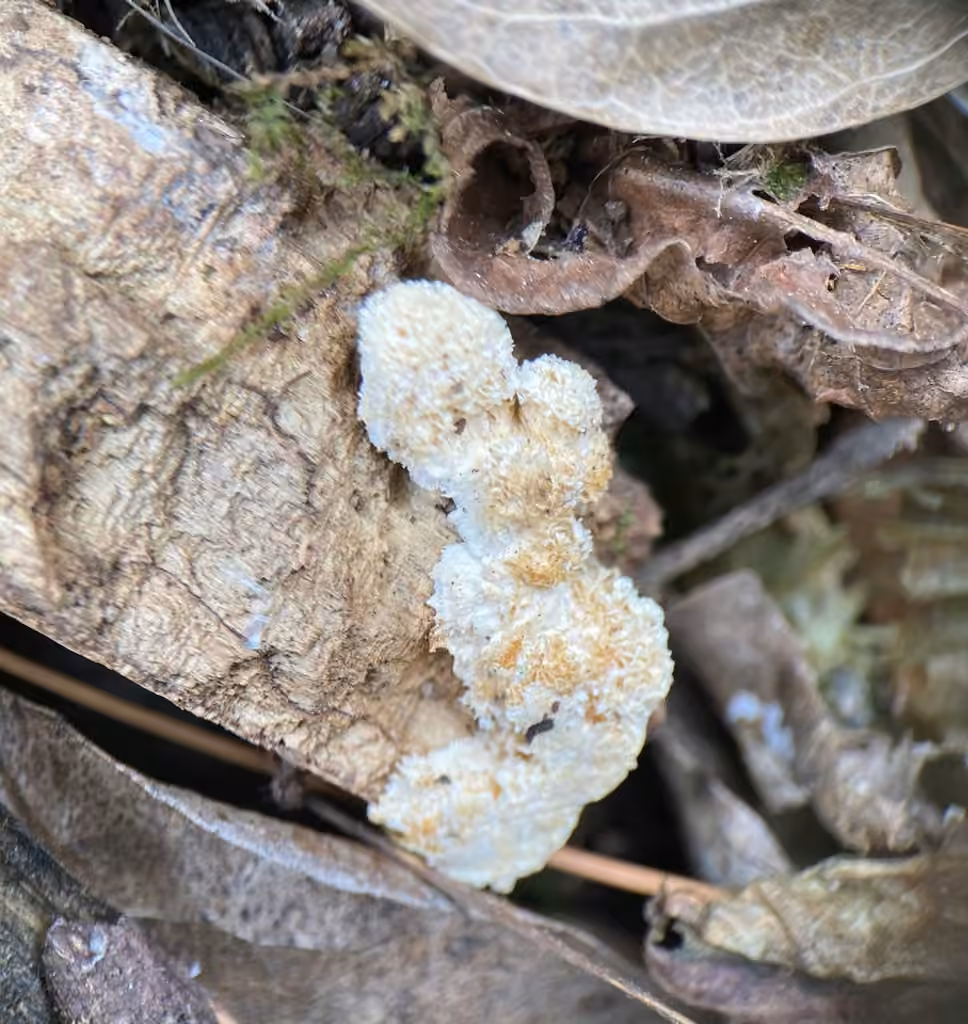 Irpiciporus mollis, photo 3 of 5