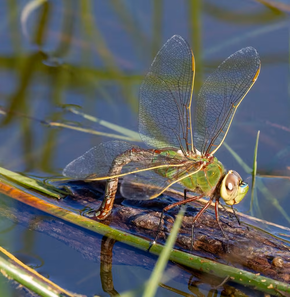 Common Green Darner, Female