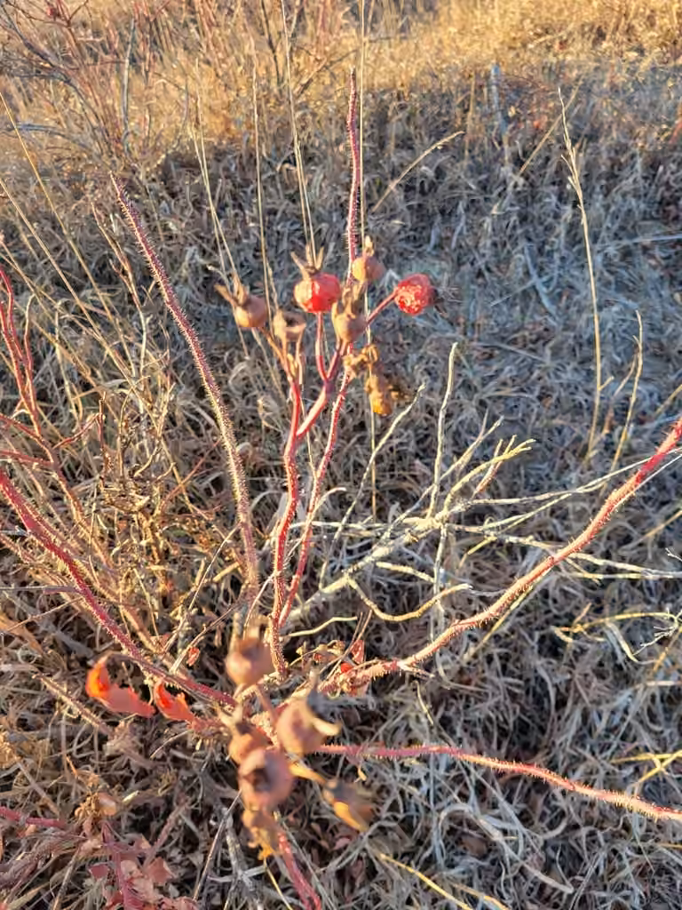 Rosier de Woods, En fruits