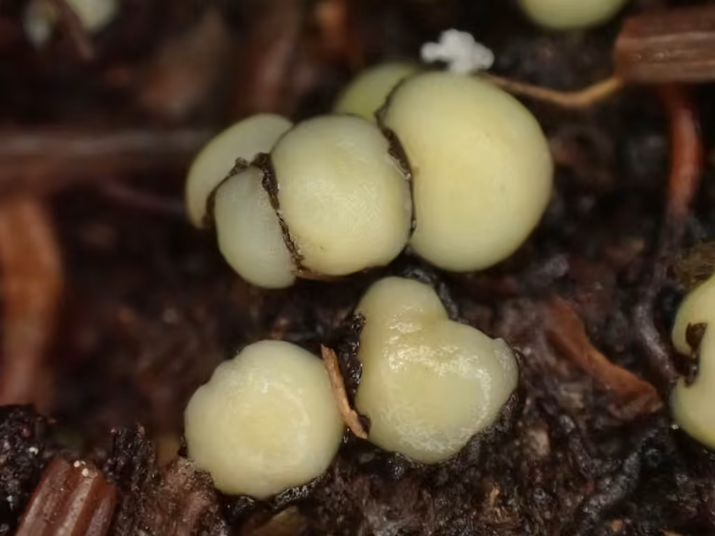 Podophacidium xanthomelum, photo 2 sur 5