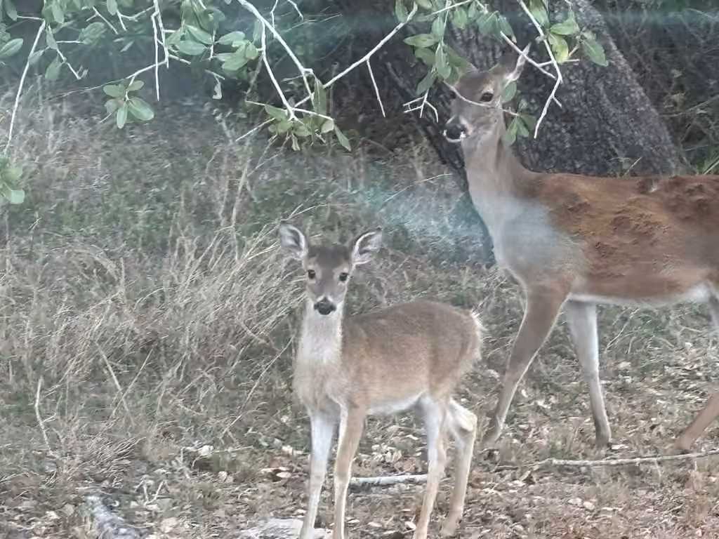 Cerf de Virginie, Juvénile