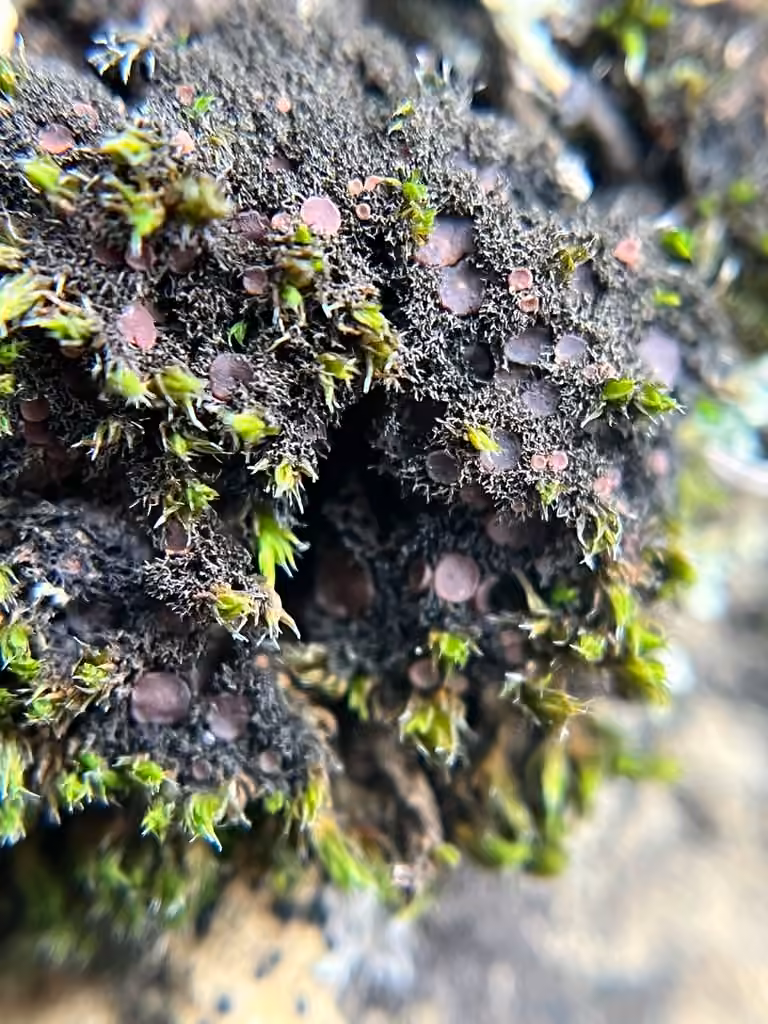 Polychide des mousses, photo 2 sur 5