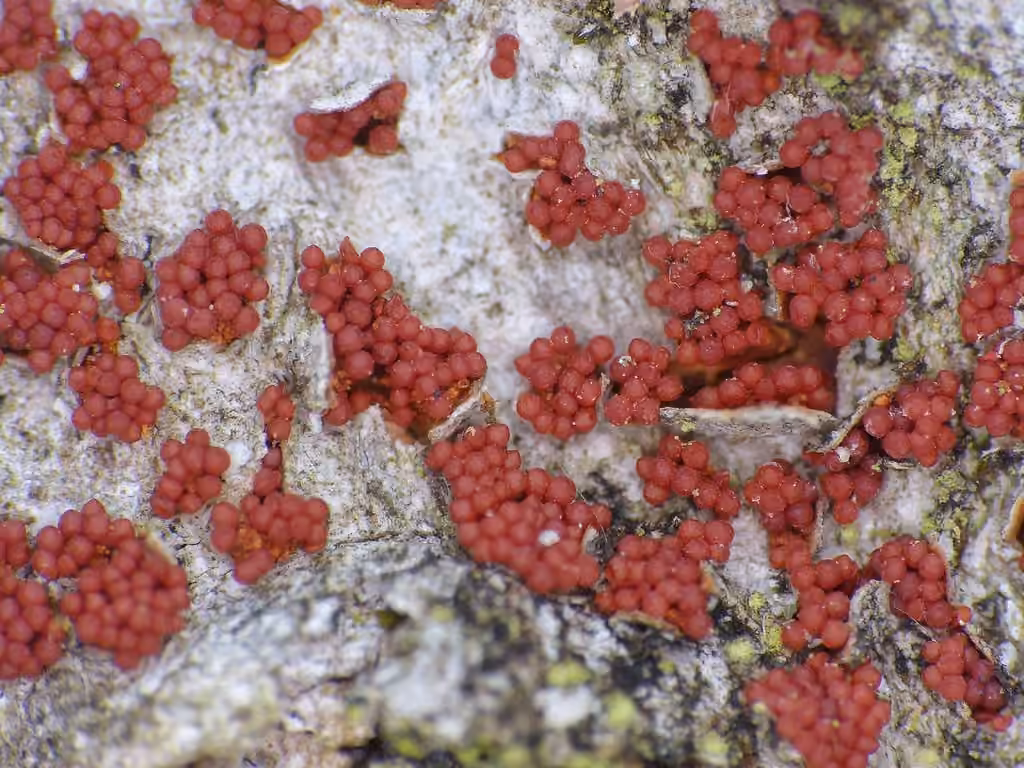 Beech Bark Canker Fungus