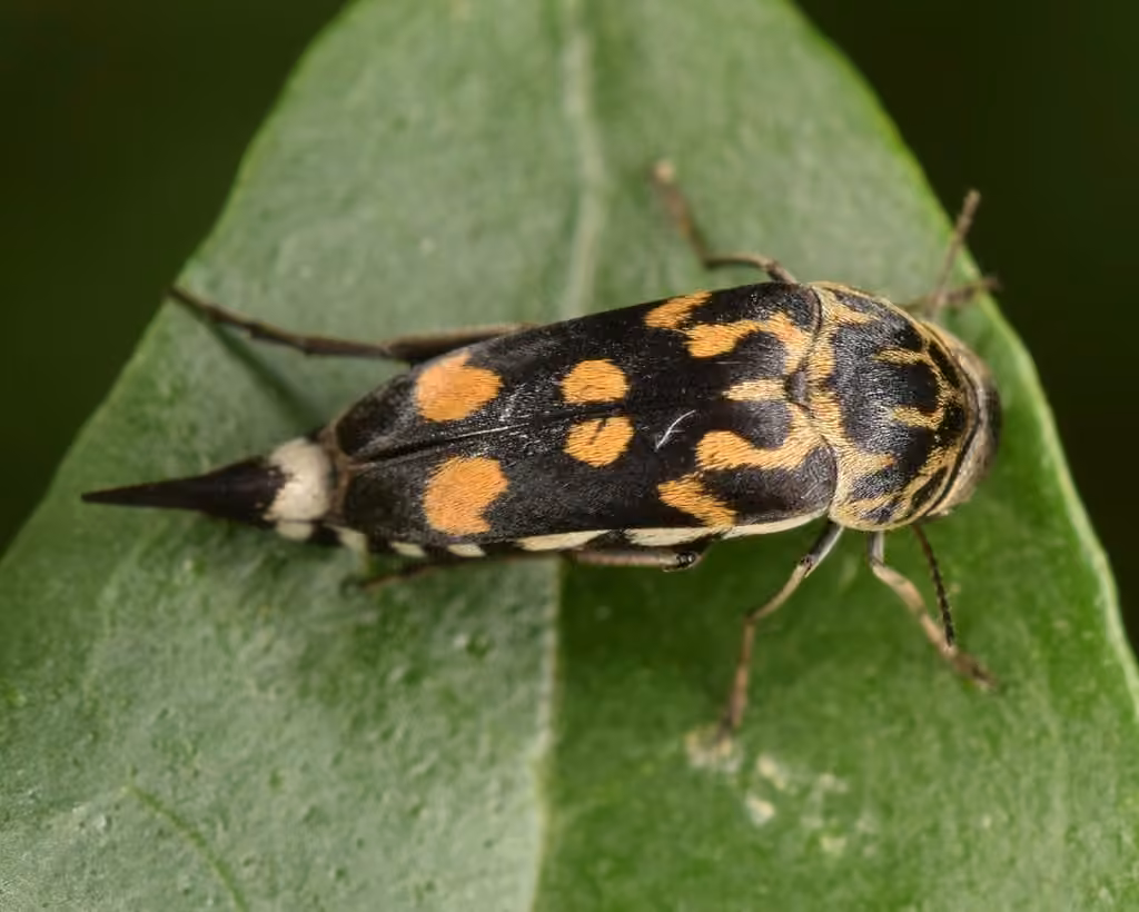Eight-spotted Tumbling Flower Beetle, photo 1 of 5