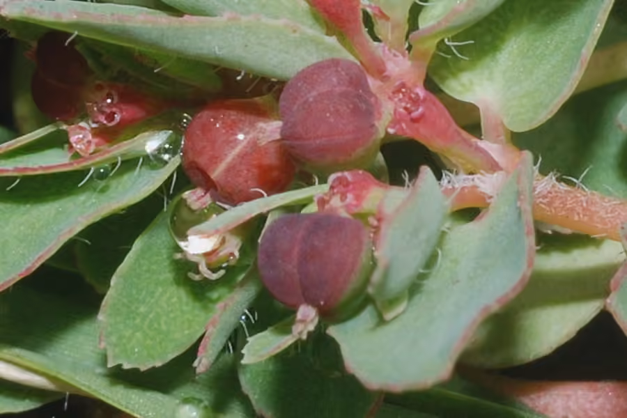 Euphorbe vermiculée, photo 2 sur 5