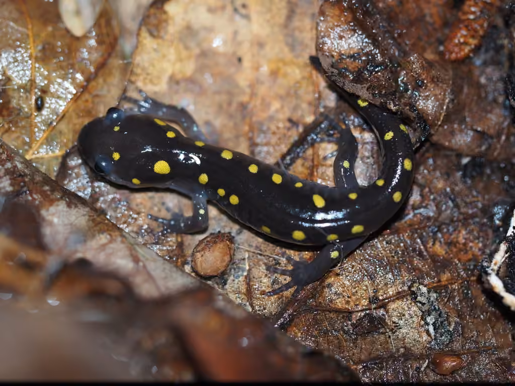 Salamandre maculée, Juvénile