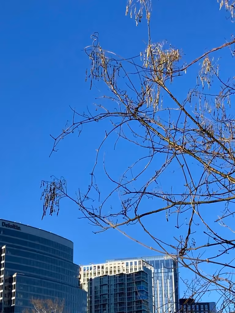 Sophora du Japon, En fruits