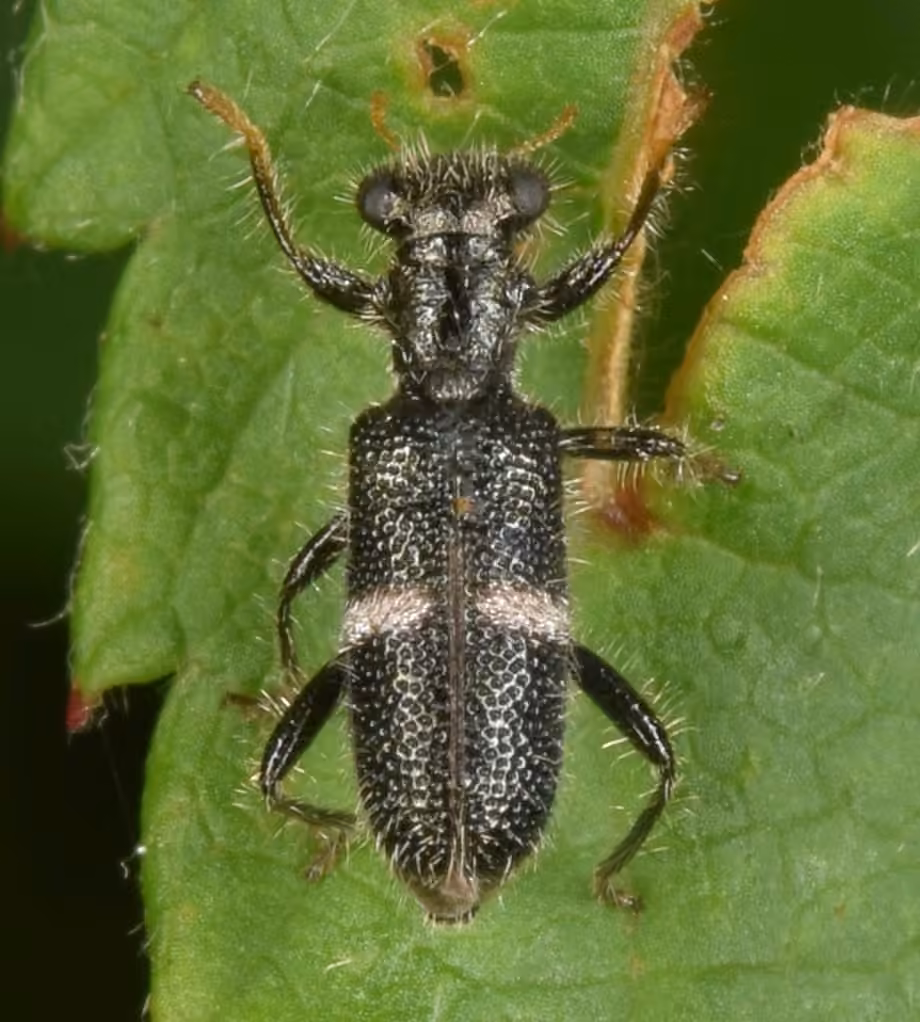 One-banded checkered beetle, photo 1 of 5