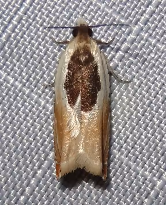 Oak Leaffolder Moth, Adult