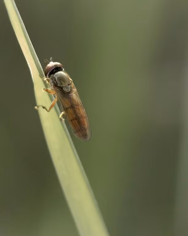 Meadow Sedgesitter