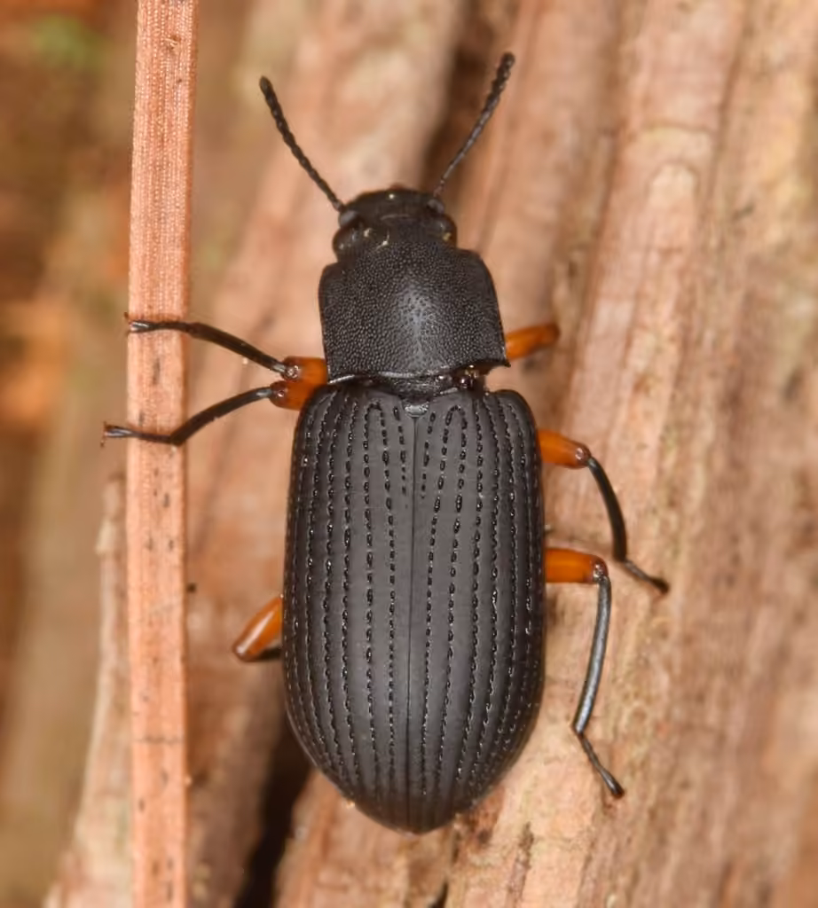Tawny-legged Darkling Beetle, Adult