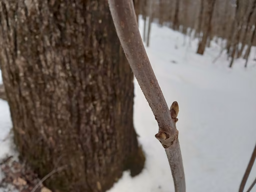 European red elder, Leafless