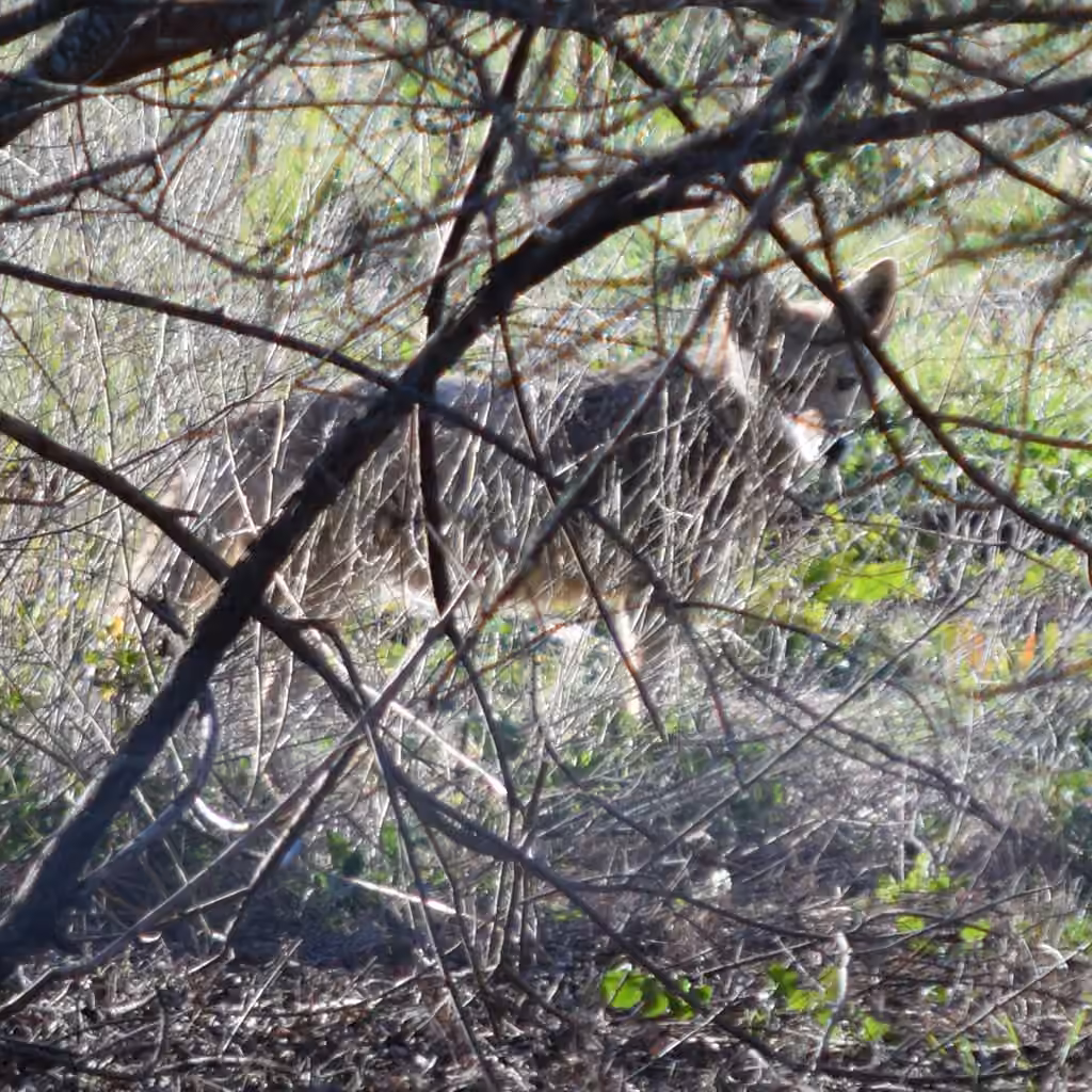 Coyote, Juvénile