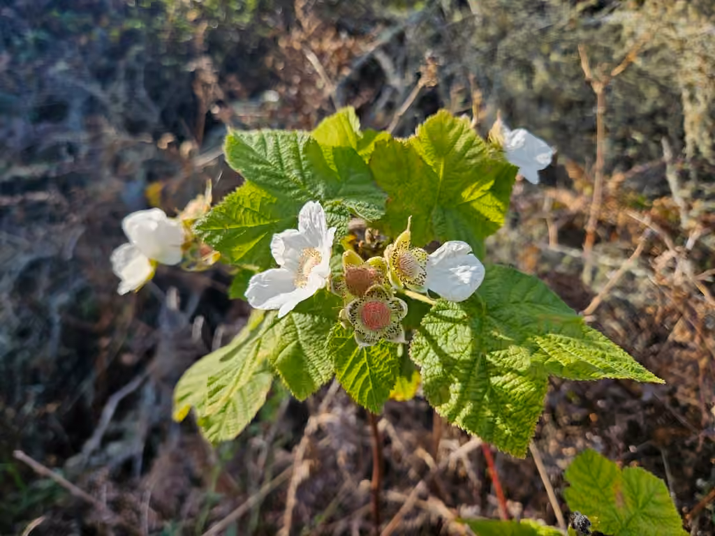 Ronce à petites fleurs, En fleurs