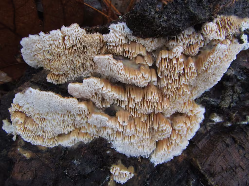 Tramète couleur de cerf