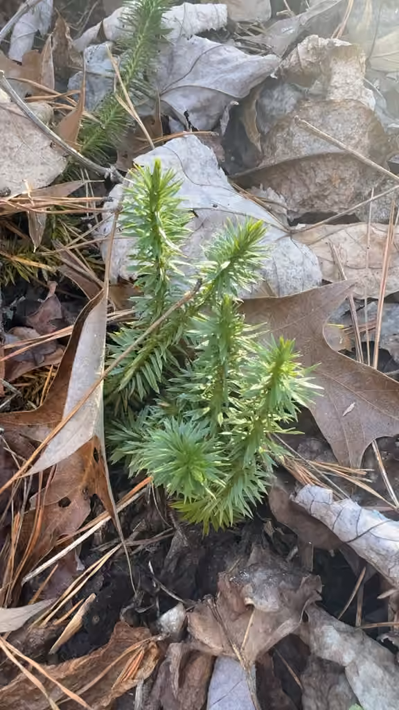 Shining clubmoss, photo 3 of 5