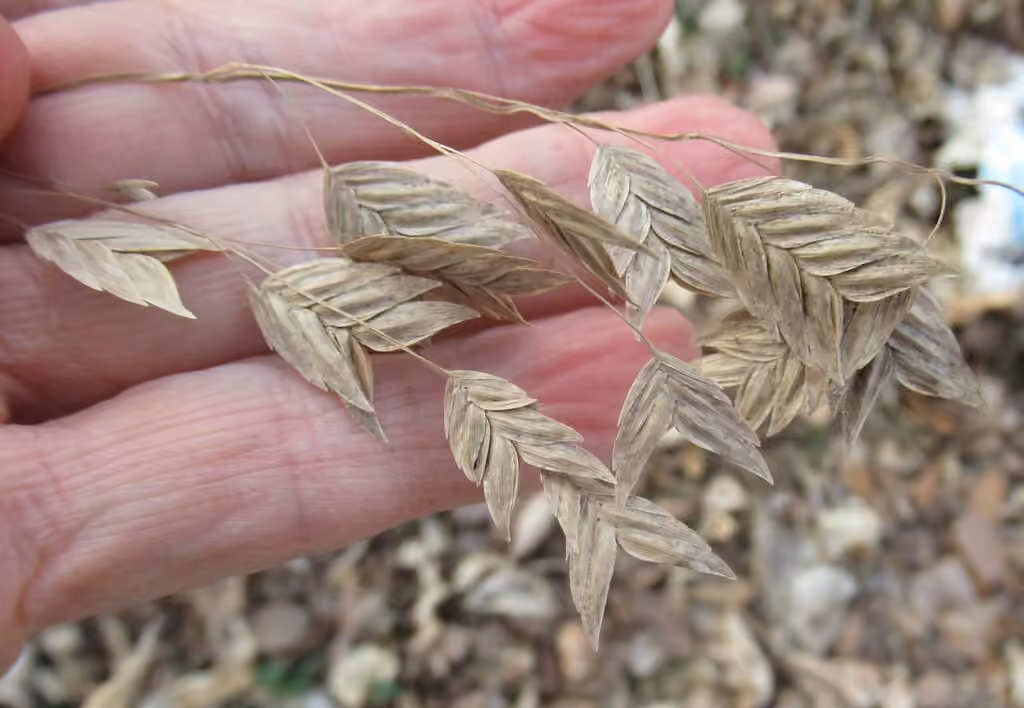 Broadleaf chasmanthium, In fruit