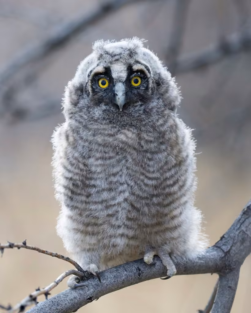 Hibou moyen-duc, photo 3 sur 5