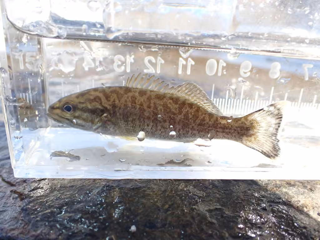 Achigan à petite bouche, Juvénile