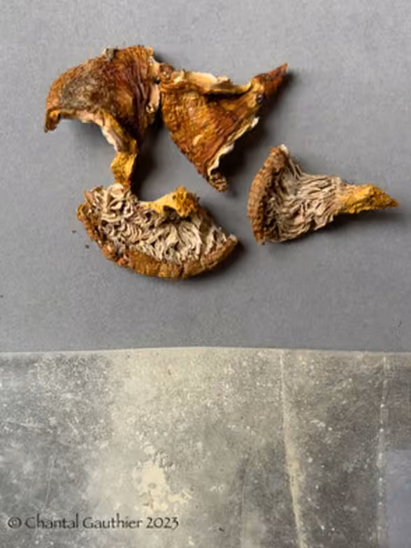 Orange Bile Mushroom, photo 2 sur 5
