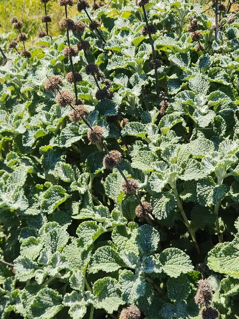 Horehound, In fruit
