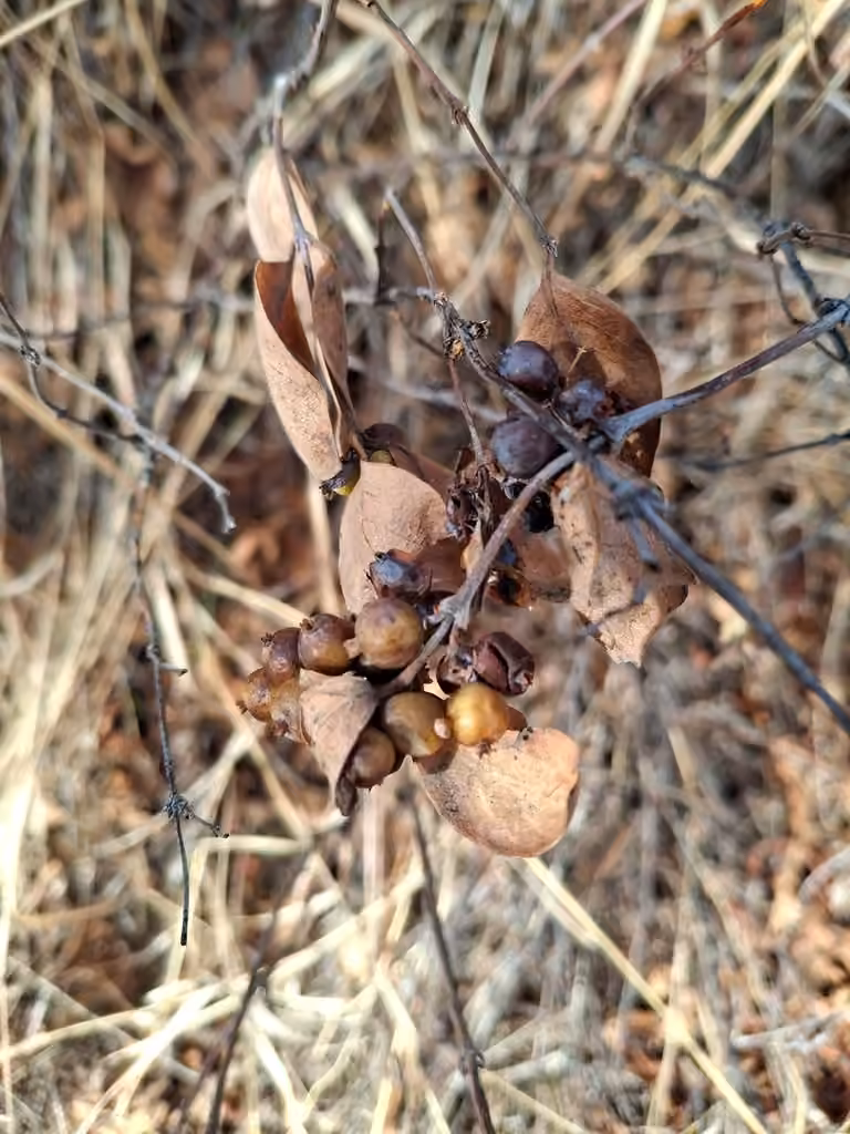 Wolfberry, In fruit