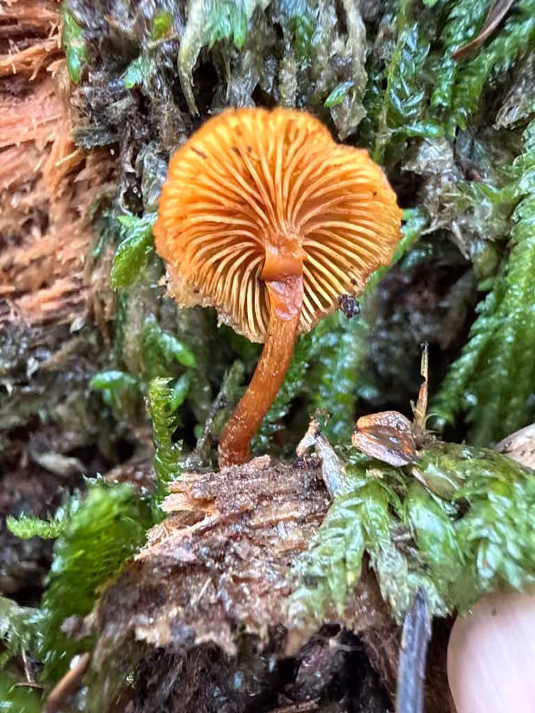 Gymnopile mignon, photo 2 sur 5