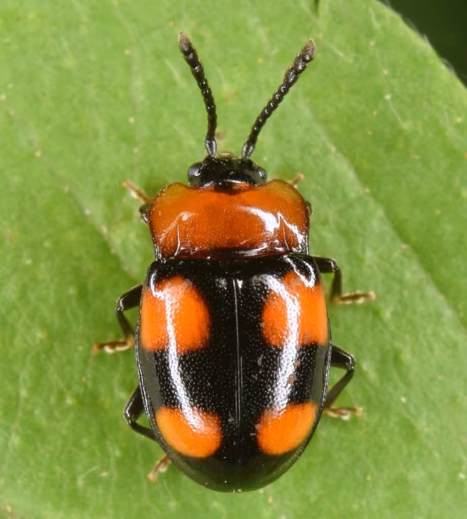Endomyche à taches orange