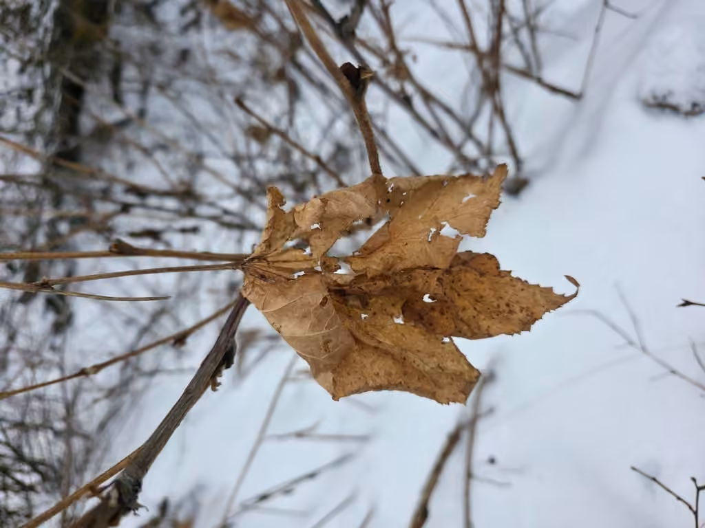 Ronce à petites fleurs, Sans feuilles