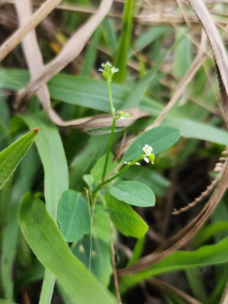 Grassleaf spurge, En fleurs