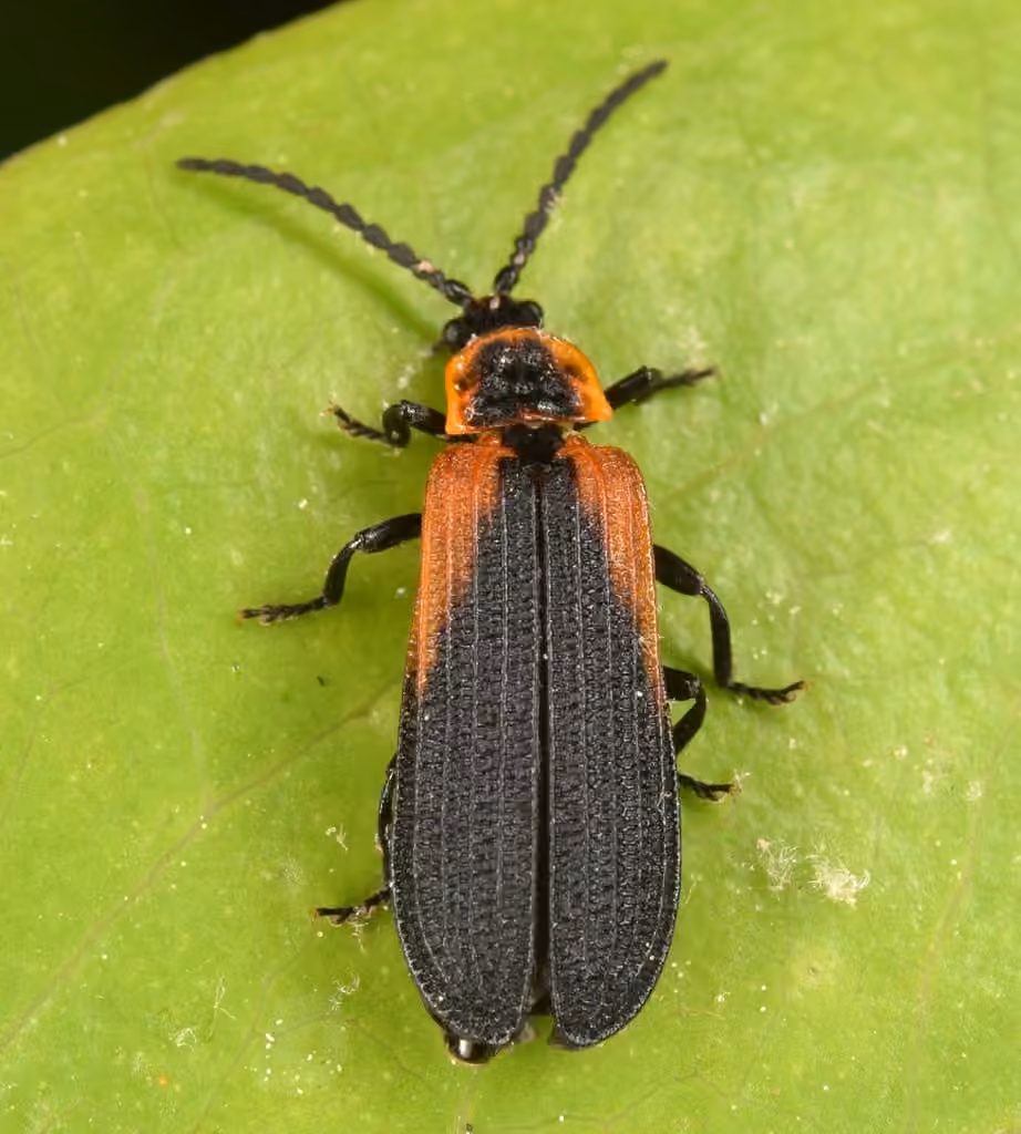 Caped net-winged beetle, photo 2 of 5