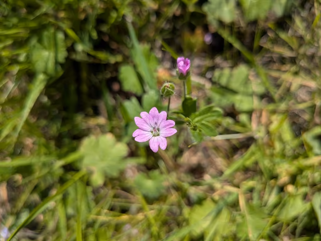 Géranium mou, En boutons