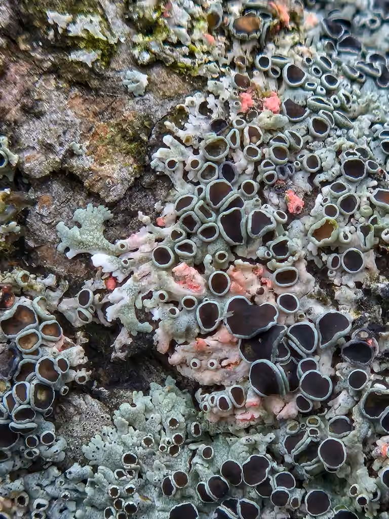 Illosporiopse de Christiansen, photo 2 of 5