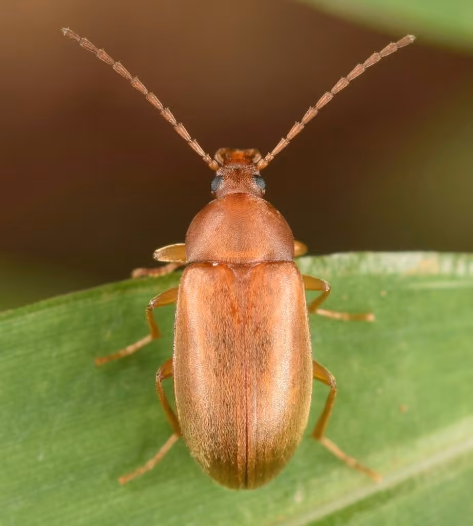 Silky Darkling Beetle, Adult