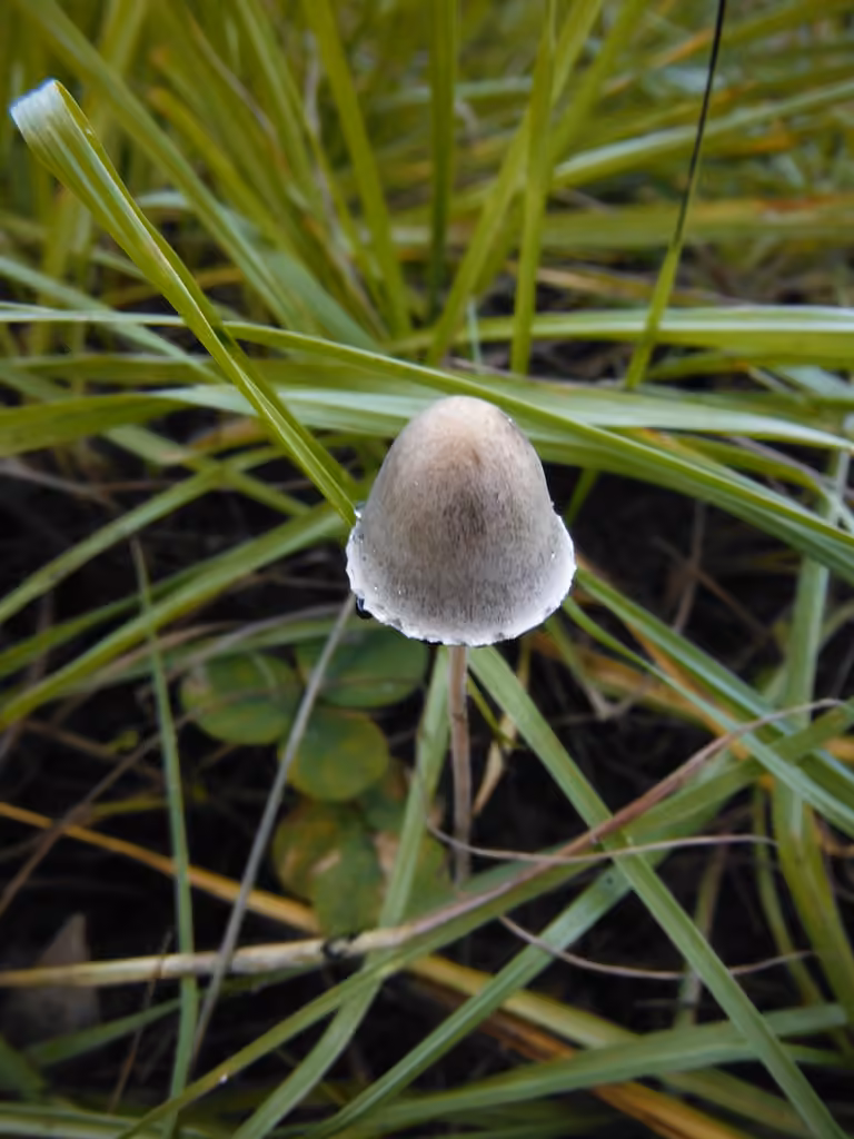 Panaeolus retirugis, photo 2 of 5