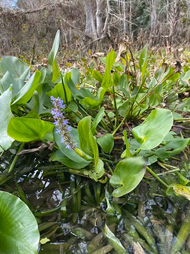 Pickerelweed, In fruit