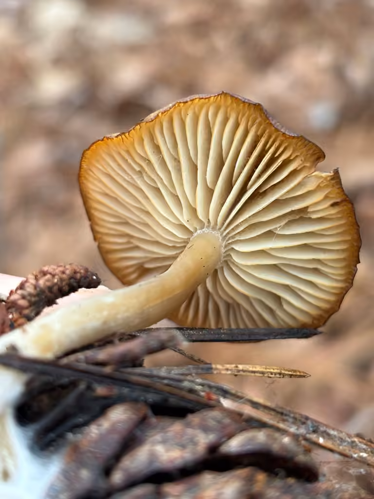 Clitocybe subditopoda, photo 3 of 5