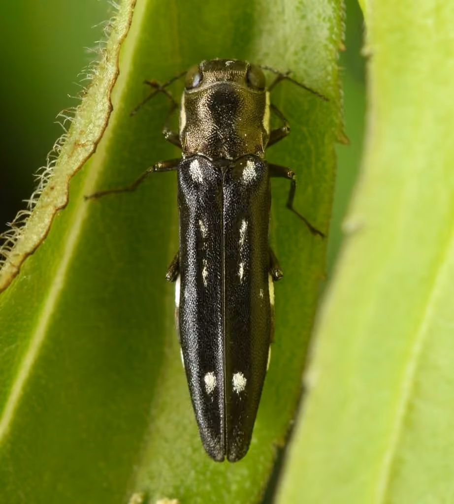 Beech Borer, Adult