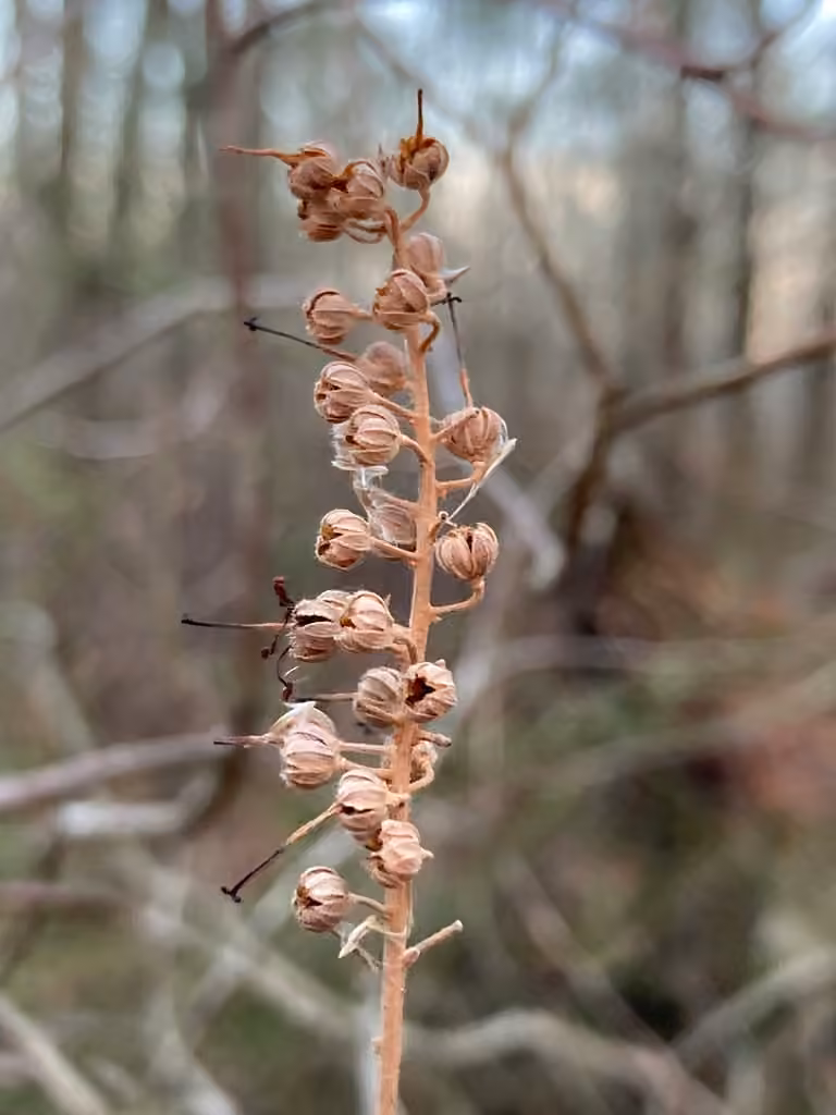 Clèthre à feuilles d'aulne, En fruits