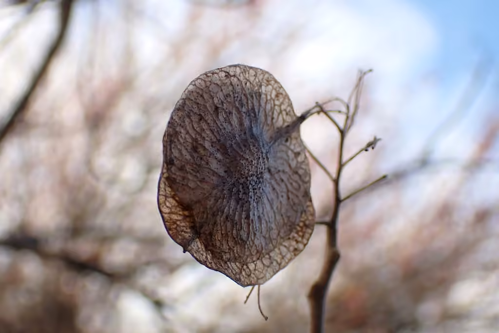 Ptéléa trifolié, Sans feuilles