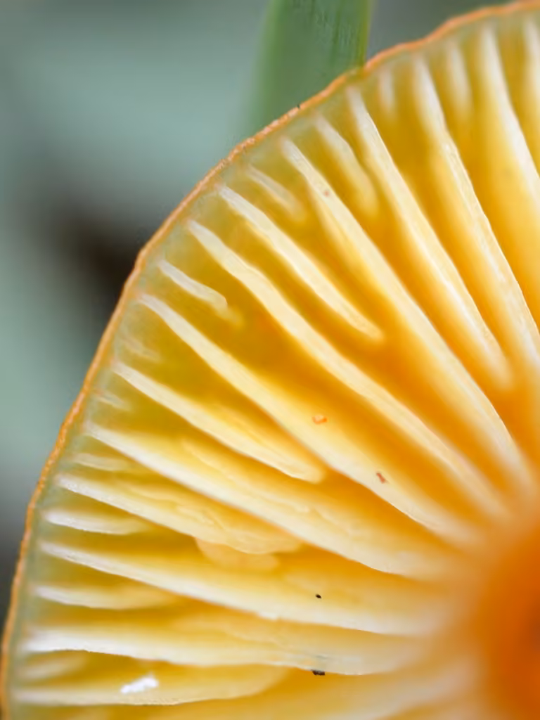 Hygrophore jaune soufre, photo 2 sur 5