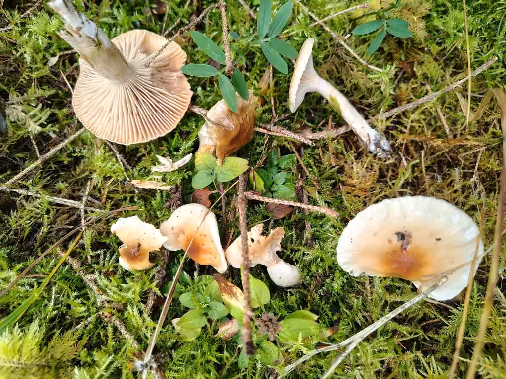 Hygrophore discoïde, photo 1 sur 5