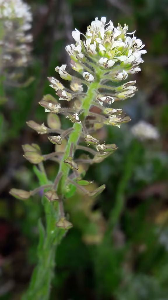 Lépidie des champs, En fleurs