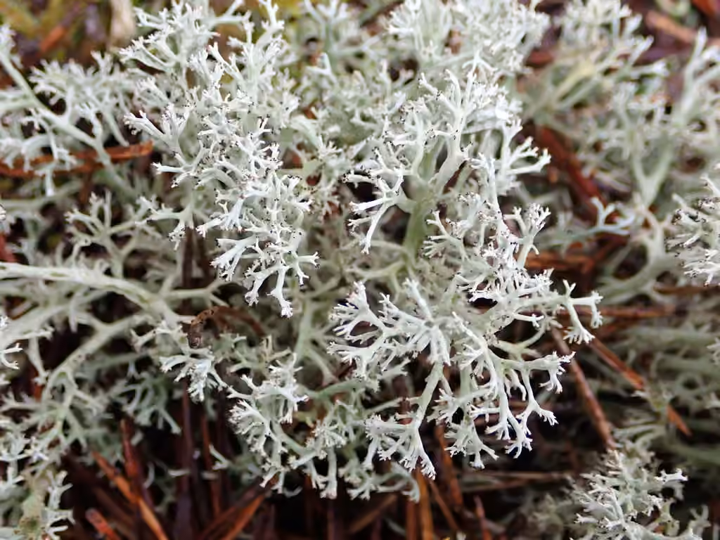 Reindeer Lichen, photo 1 of 5