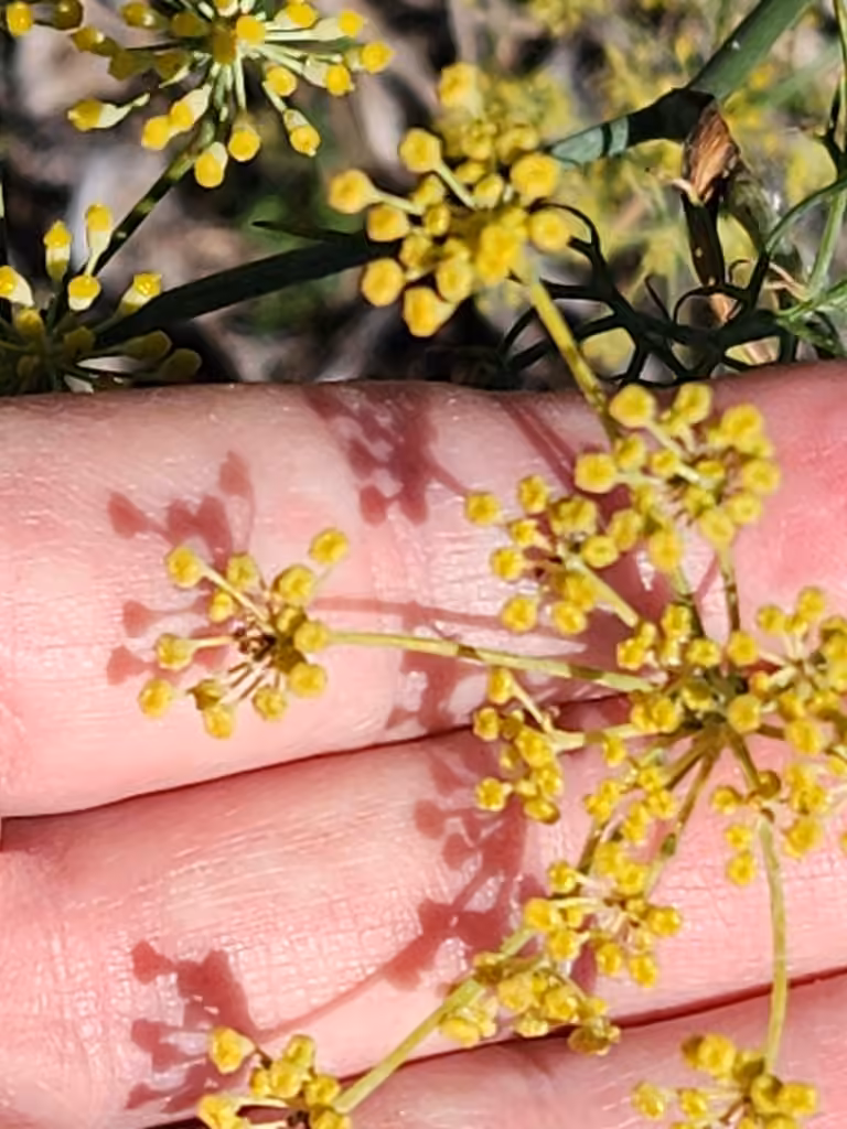 Sweet fennel, In fruit